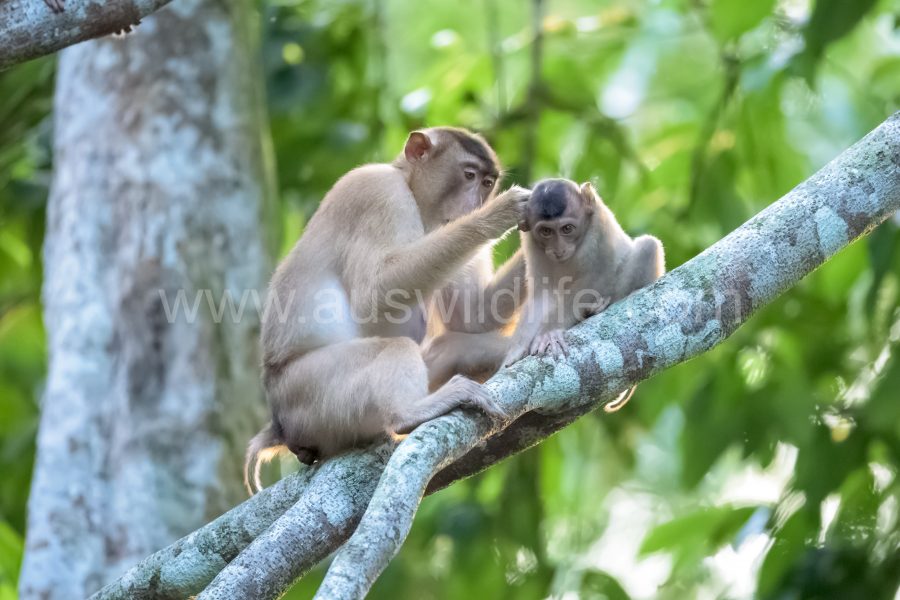 pig-tailed-macaque-macaca-nemestrina-2