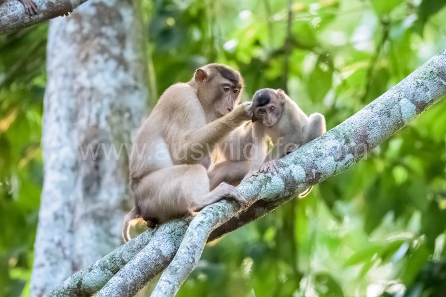pig-tailed-macaque-macaca-nemestrina-4