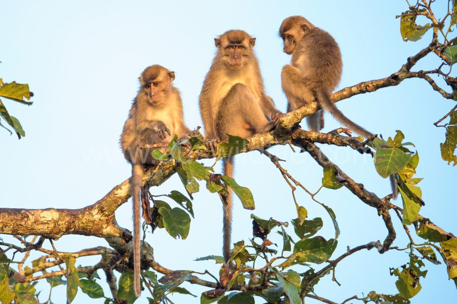 long-tailed-macaque-macaca-fascicularis
