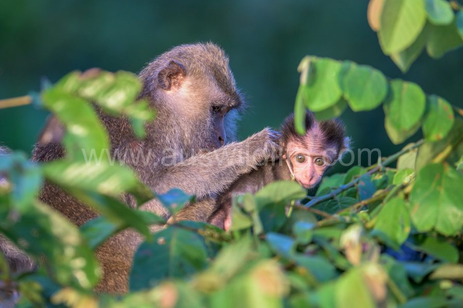 long-tailed-macaque-macaca-fascicularis-2