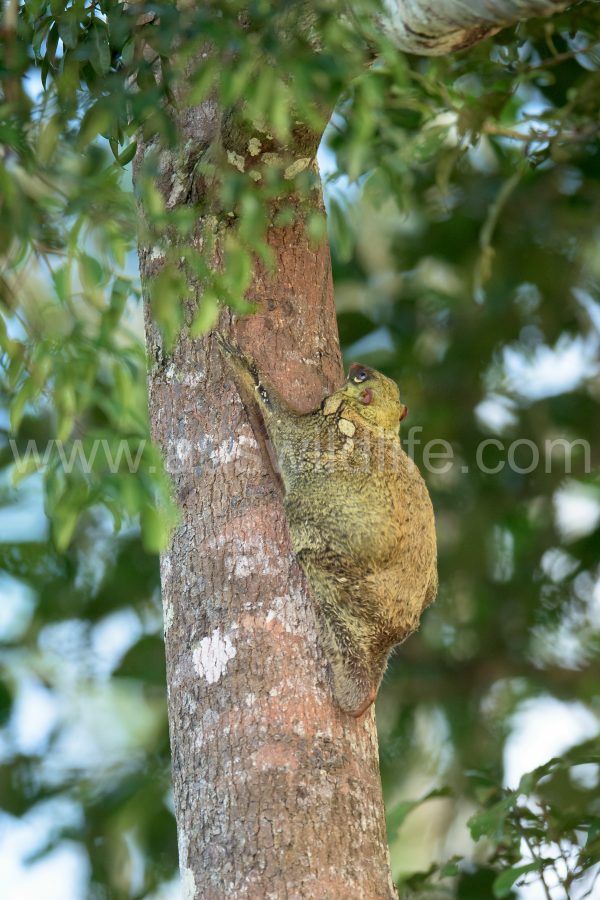 colugo-cynocephalus-variegatus