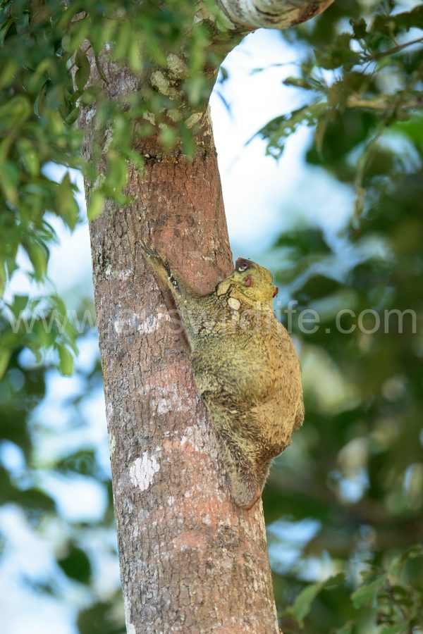 colugo-cynocephalus-variegatus-2