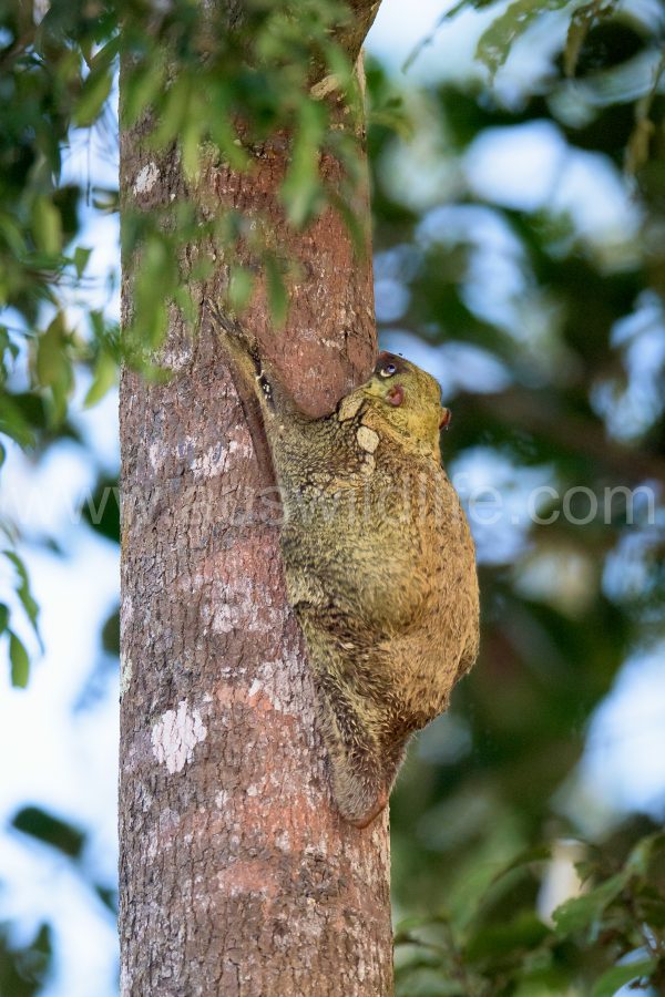 colugo-cynocephalus-variegatus-3
