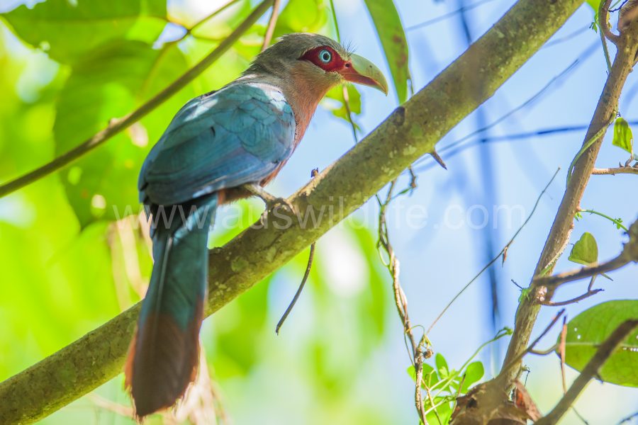 chestnut-breasted-malkoha-phaenicophaeus-curvirostris