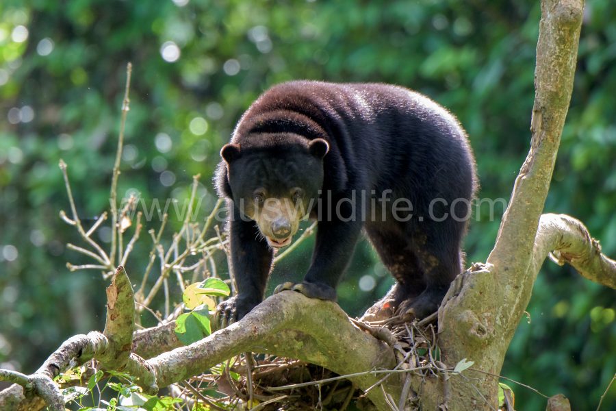 sun-bear-helarctos-malayensis