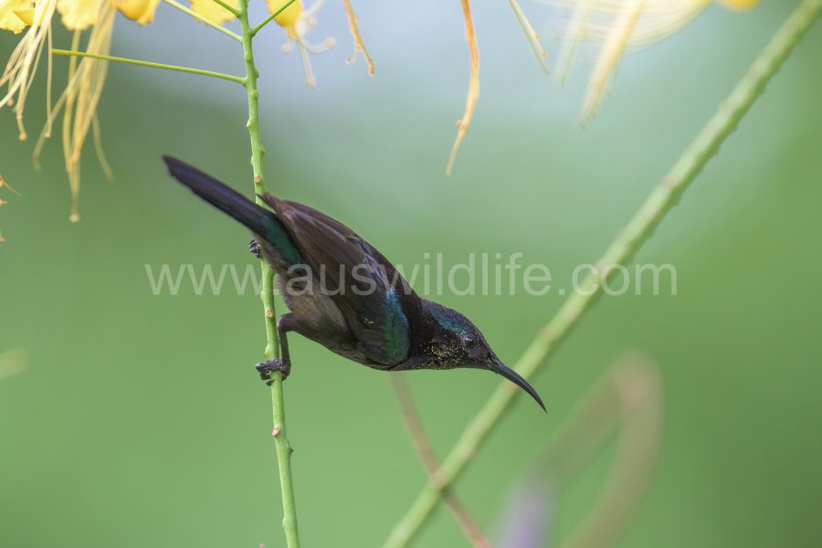 purple-sunbird-nectarinia-asiatica