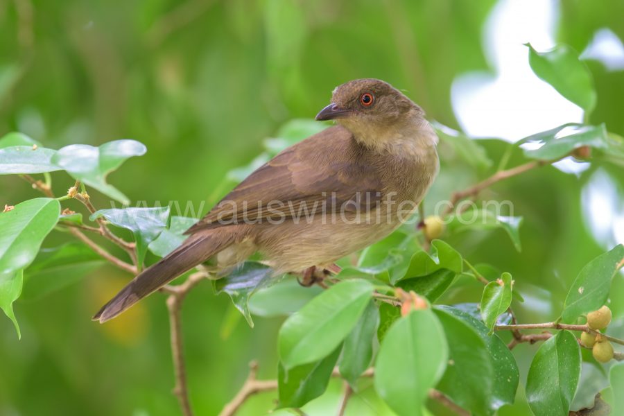 spectacled-bulbul-pycnonotus-erythropthalmos-2