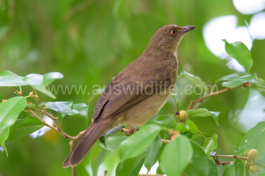 spectacled-bulbul-pycnonotus-erythropthalmos-3