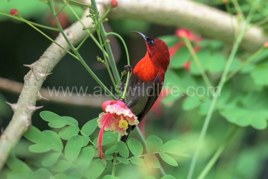 crimson-sunbird-aethopyga-siparaja-2