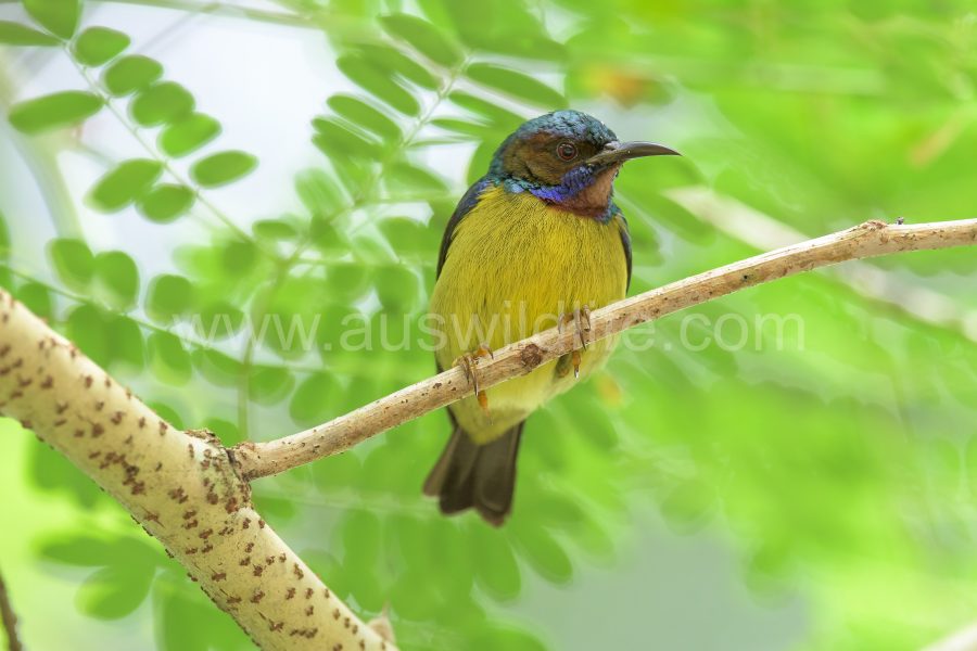 black-throated-sunbird-aethopyga-saturata