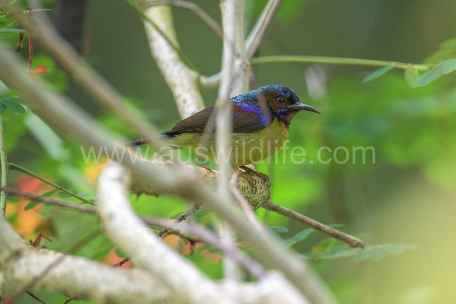 black-throated-sunbird-aethopyga-saturata-2
