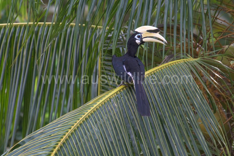 indian-pied-hornbill-anthracoceros-albirostris-2