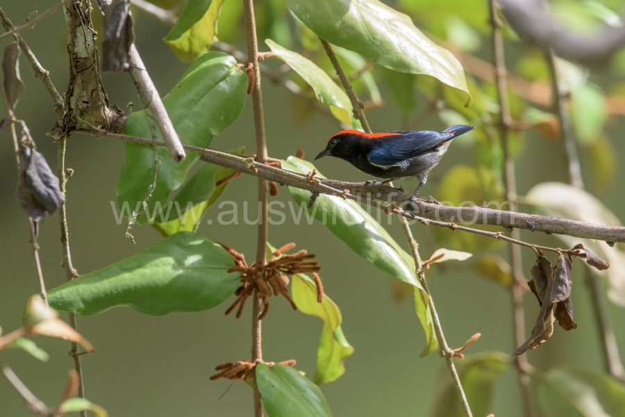 scarlet-backed-flowerpecker-dicaeum-cruentatum