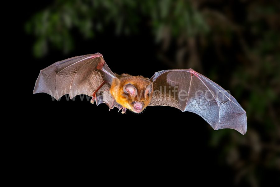 fawn-leafnosed-bat-hipposideros-cervinus