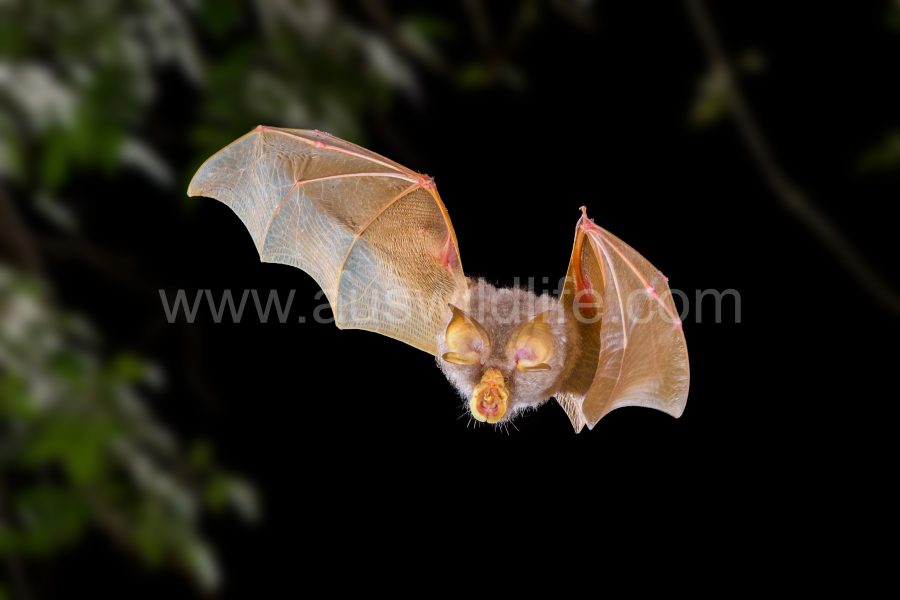 trefoil-horseshoe-bat-rhinolophus-trifoliatus-4