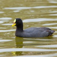 Sth American Wildlife