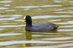 red-gartnered-coot