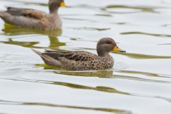 speckled-teal-duck