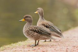 speckled-teal-duck-2