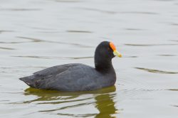 red-fronted-coot