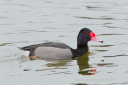 rosy-billed-pochard