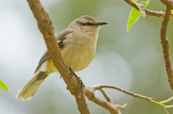 chalk-browed-mockingbird