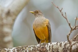 rufous-bellied-thrush