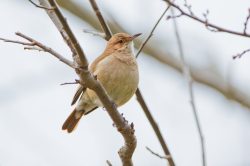 rufous-hornero