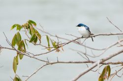 blue-and-white-swallow