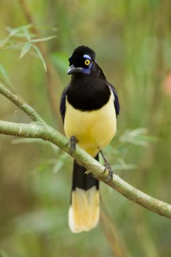 plush-crested-jay