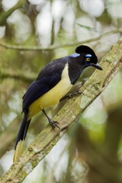 plush-crested-jay-2