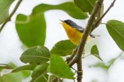 tropical-parula