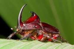 rhinoceros-beetle