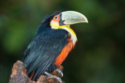 red-breasted-toucan