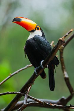 toco-toucan-2