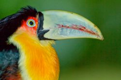 red-breasted-toucan-2