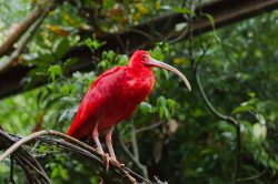 scarlet-ibis