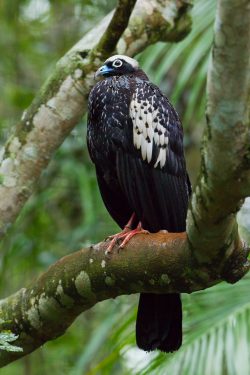 blue-throated-piping-guan
