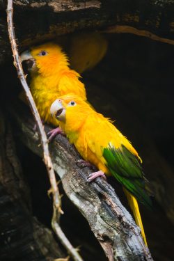 golden-parakeet