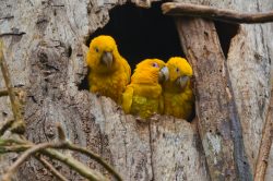 golden-parakeet-2
