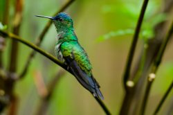 violet-capped-woodnymph