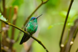 violet-capped-woodnymph-2