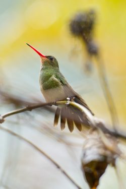 gilded-hummingbird