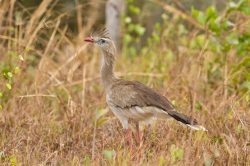 red-legged-seriema