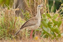 red-legged-seriema-2