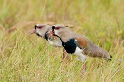 southern-lapwing-2