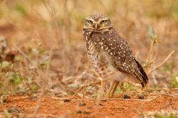 burrowing-owl-3