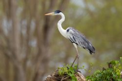 cocoi-or-white-necked-heron