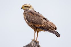 savanna-hawk