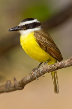 great-kiskadee-2